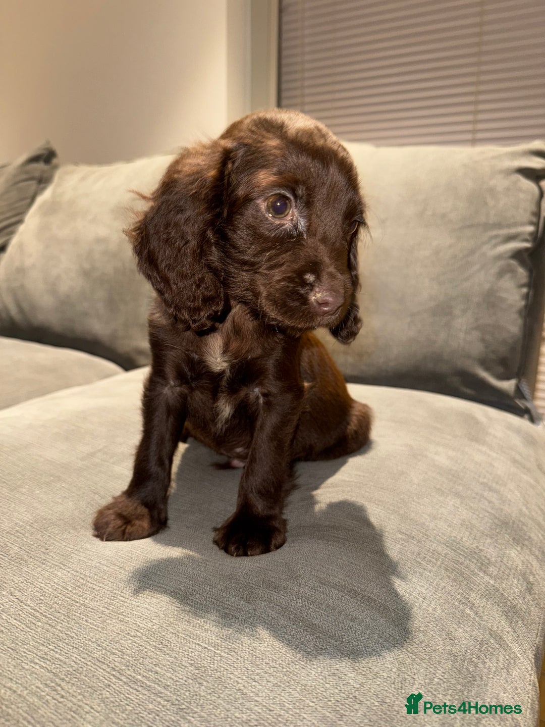 Cocker Spaniel dogs for sale: Cocker spaniel puppy  - Advert 1
