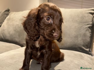 Cocker Spaniel dogs Cocker spaniel puppy - Advert 4