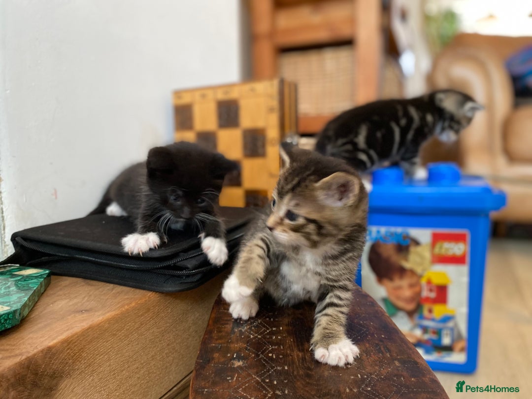 Mixed Breed cats for sale: Four beautiful little kittens - Image 11