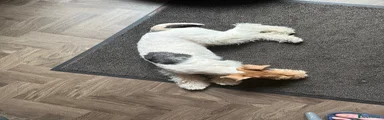 Fox Terrier 1