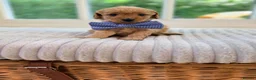 Cavapoo dogs for sale: Cavapoo puppies 2 boys available 🐾 - Advert 7