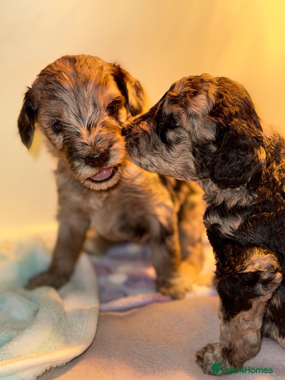 Cockapoo dogs for sale: Stunning Merle cockapoos - Image 7