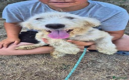 Mixed Breed dogs for adoption: Meet Petey, currently residing in Essex - Image 8