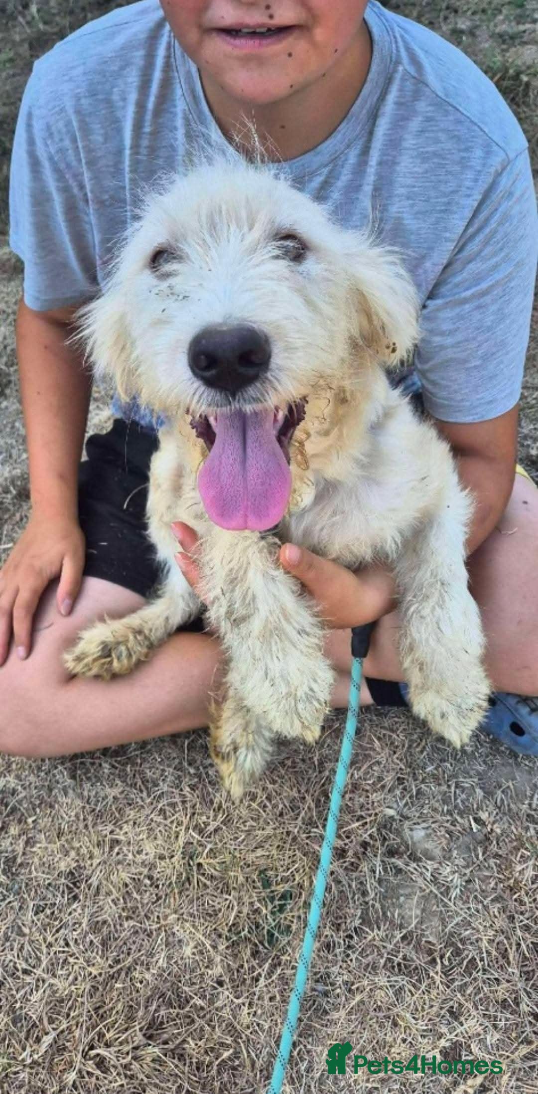 Mixed Breed dogs for adoption: Meet Petey, currently residing in Essex - Image 8