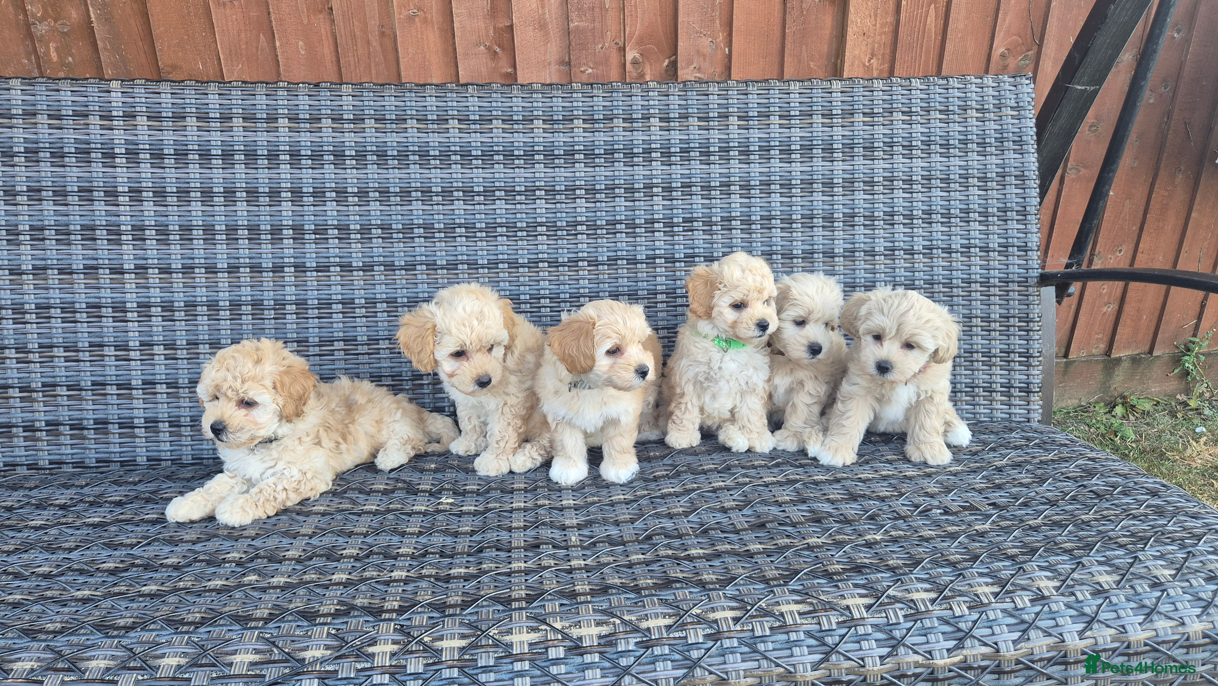 Maltipoo dogs 6 Maltipoo Puppies for Sale - Advert 4