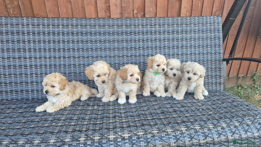 Maltipoo dogs for sale: 6 Maltipoo Puppies for Sale - Advert 14