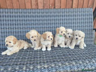 Maltipoo dogs 6 Maltipoo Puppies for Sale - Advert 4