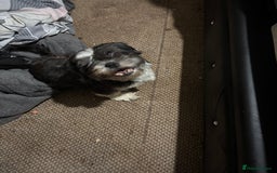 Shih Tzu dogs for sale: 3 puppies for sale - Image 4