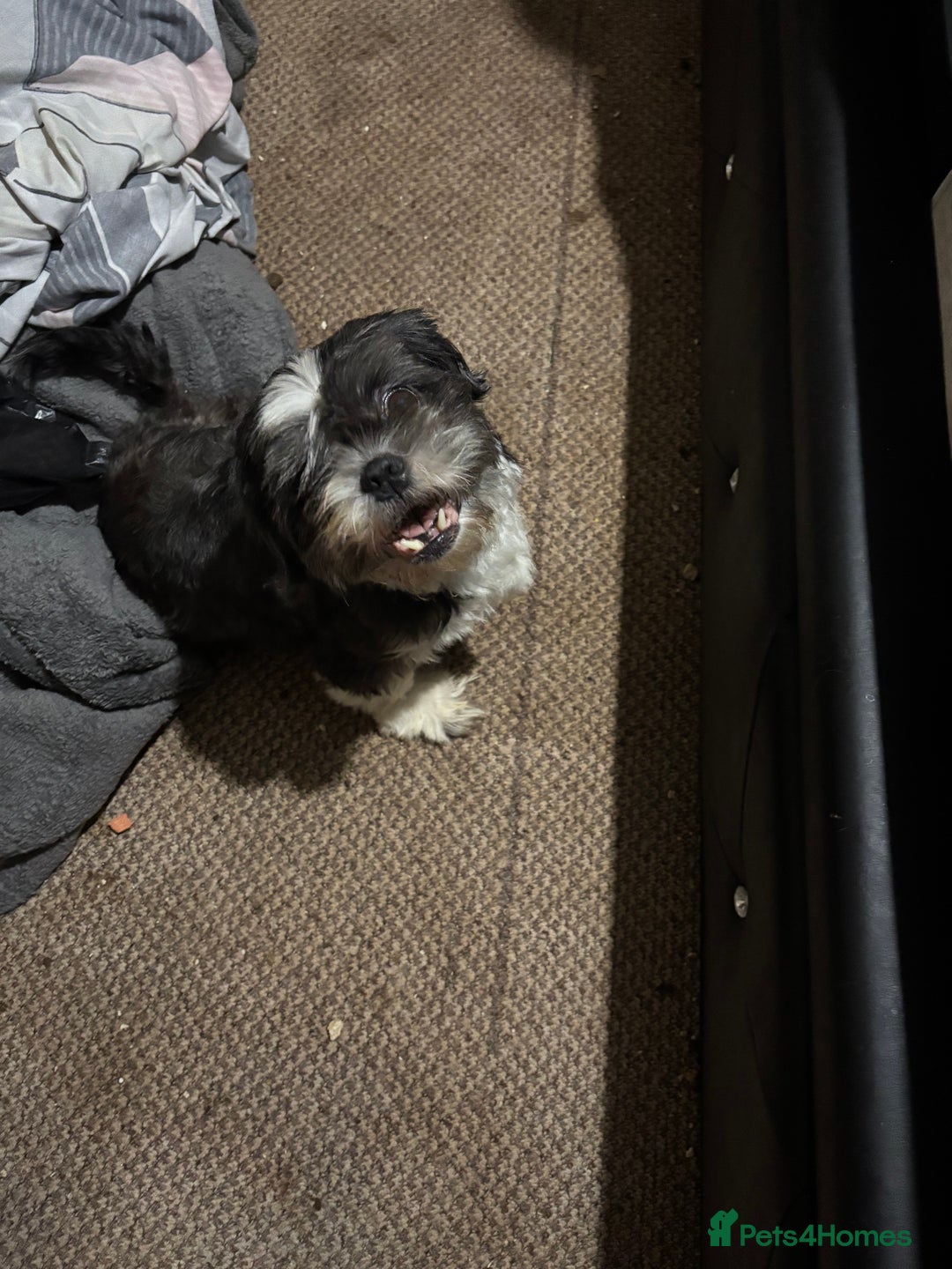 Shih Tzu dogs for sale: 3 puppies for sale - Image 4