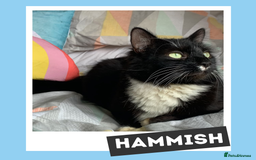Mixed Breed cats for adoption: The “Old Married Couple” - Image 4