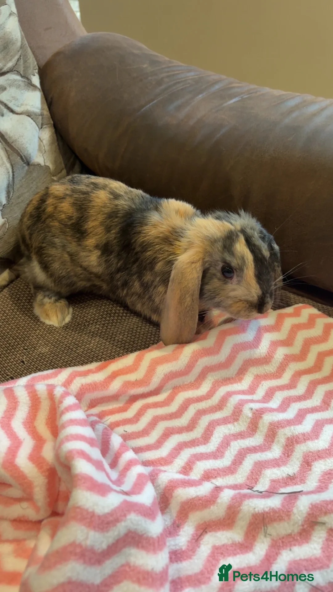 Mixed Breed rabbits for sale: Female rabbit  in Liverpool - Advert 2