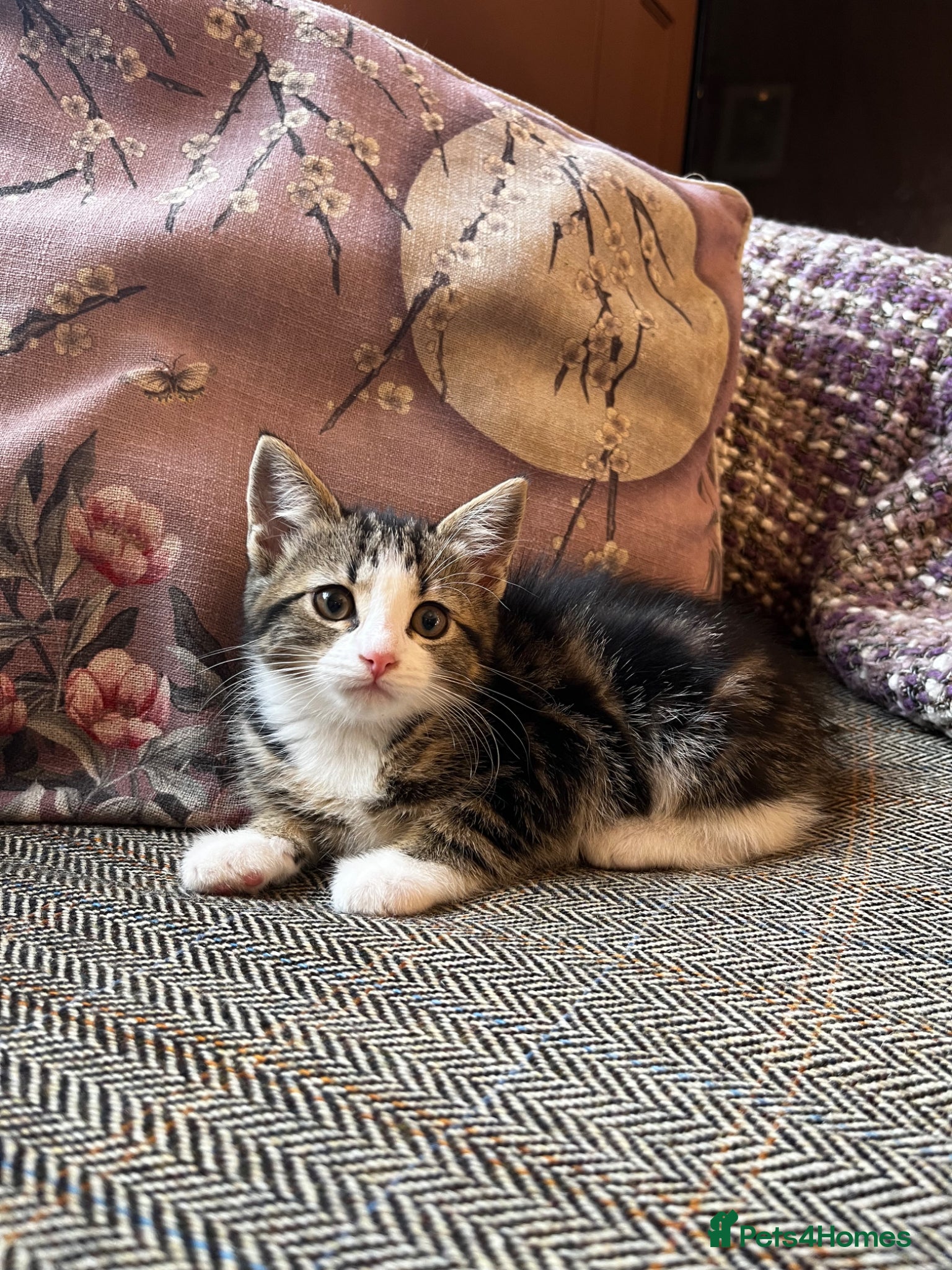 Mixed Breed (Tabby) Kitten 4
