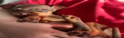 Miniature Pinscher dogs for sale: Beautiful 5generation pedigree min pin pupp - Advert 32