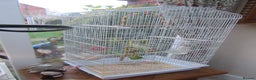 Budgerigars birds for sale: Pretty Female Budgie and Cage - Advert 3