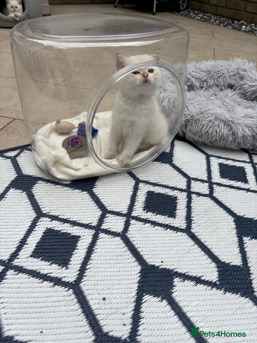 British Shorthair cats for sale: British Shorthair golden and silver - Image 19
