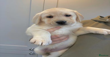 Labrador Retriever dogs Ready To Leave, 11 Weeks Old & Fully Vaccinated - Advert 14