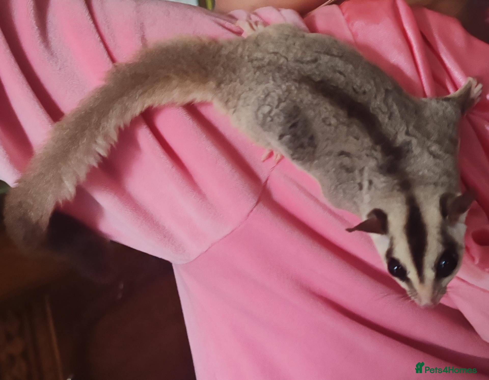 Sugar Glider rodents Tamed Pair of Sugar Gliders Looking for a Home - Advert 2