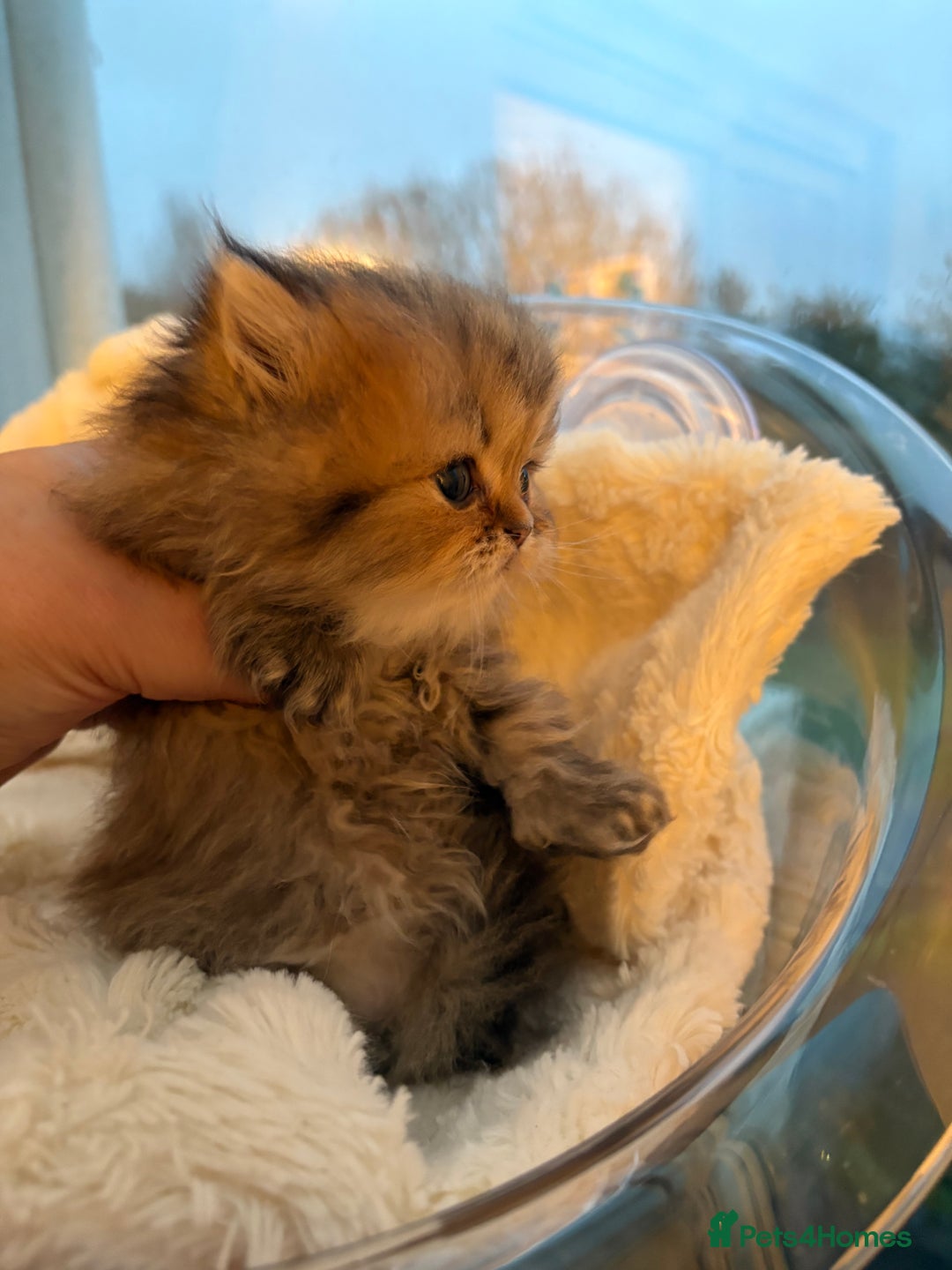 Persian cats for sale: Golden Persian chinchilla kittens  - Advert 4