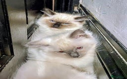 Ragdoll cats for sale: Pedigree Ragdolls for sale £495 - Image 3
