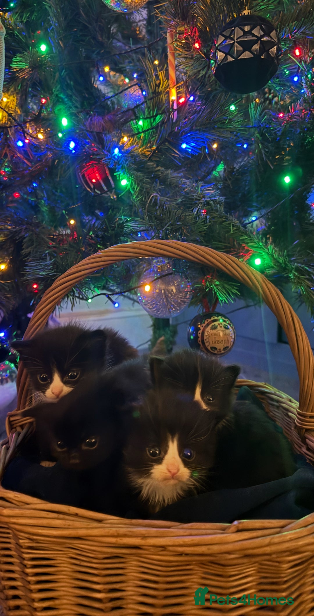 British Longhair cats for sale: 5 Beautiful Kittens  - Advert 15