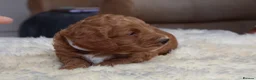 Cockapoo dogs for sale: ELITE COCKAPOOS HAVE 2 F1 COCKAPOO PUPS AVAILABLE - Advert 20