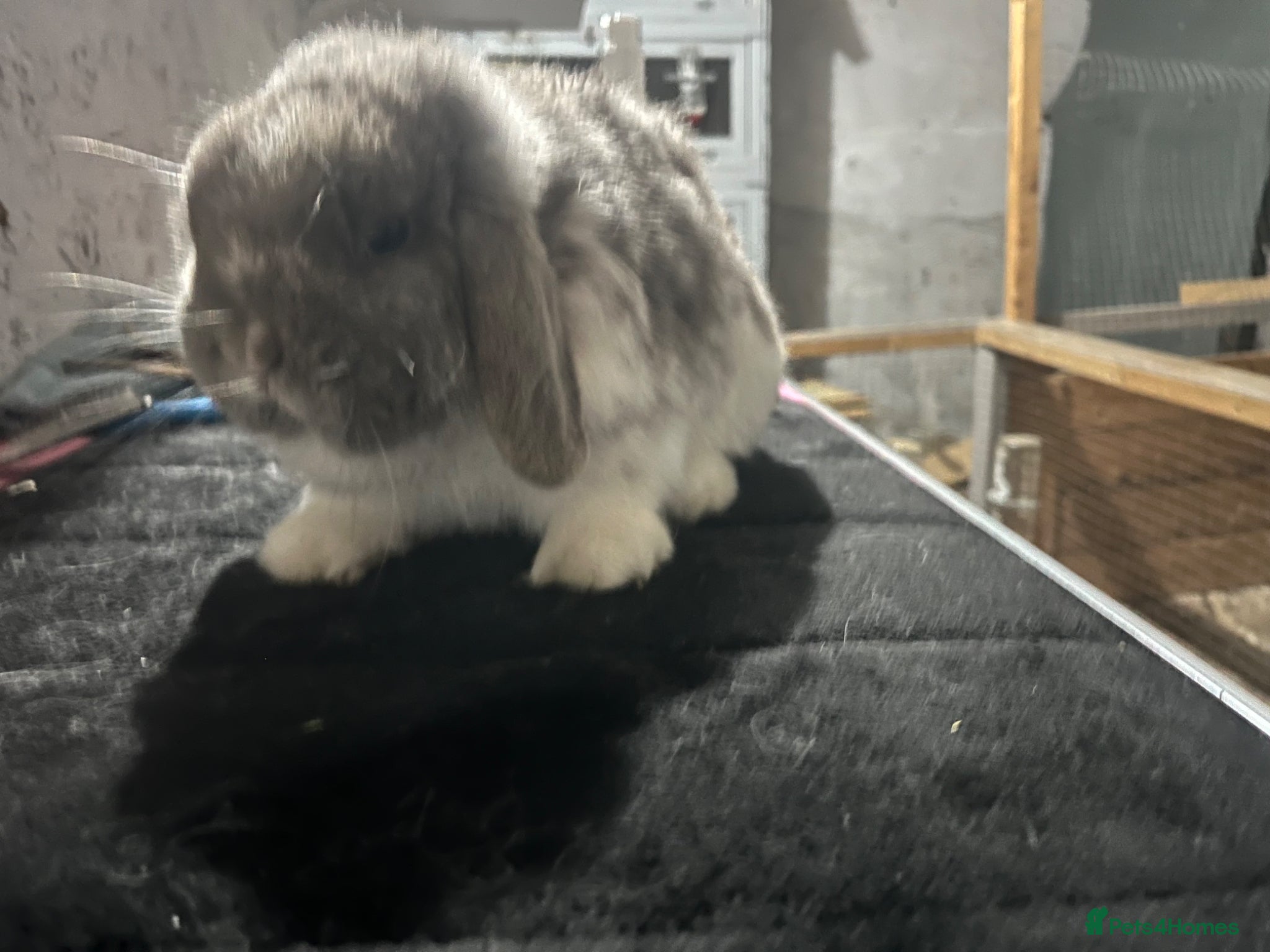 Mini Lop rabbits Pure mini lop  - Advert 2