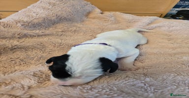 Mixed Breed dogs Schnockerpoo Puppies - Advert 3