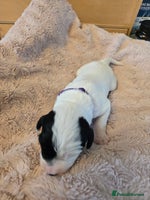 Mixed Breed dogs Schnockerpoo Puppies - Advert 4