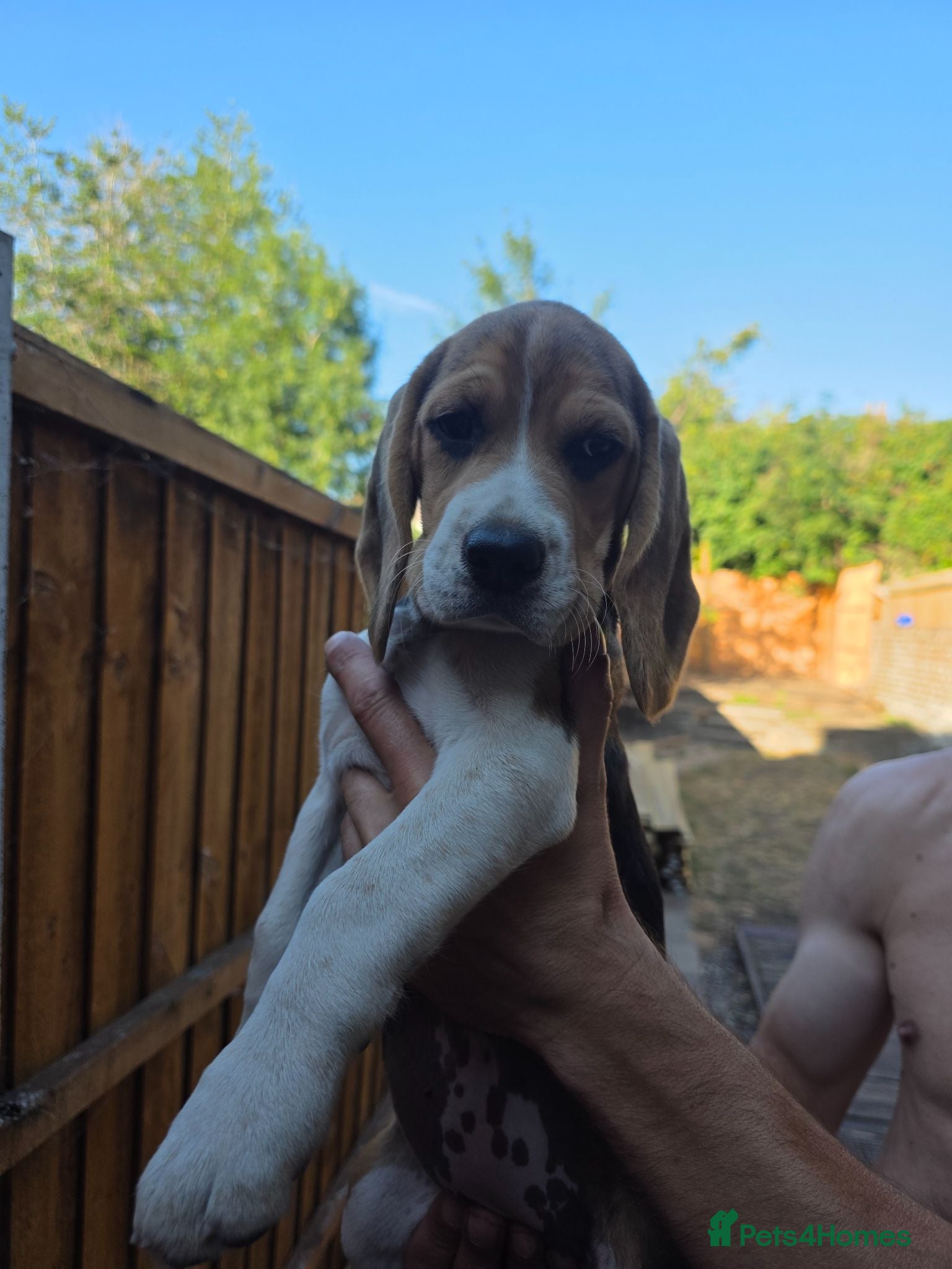 Beagle dogs Beagle puppies ready for love!! - Advert 5