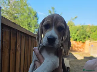 Beagle dogs Beagle puppies ready for love!! - Advert 5