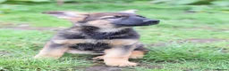 German Shepherd dogs for sale: Shorthaired German Shepherd  - Advert 18