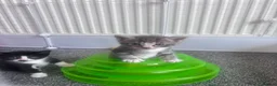 Mixed Breed cats for sale: Gorgeous kittens for sale - Advert 12