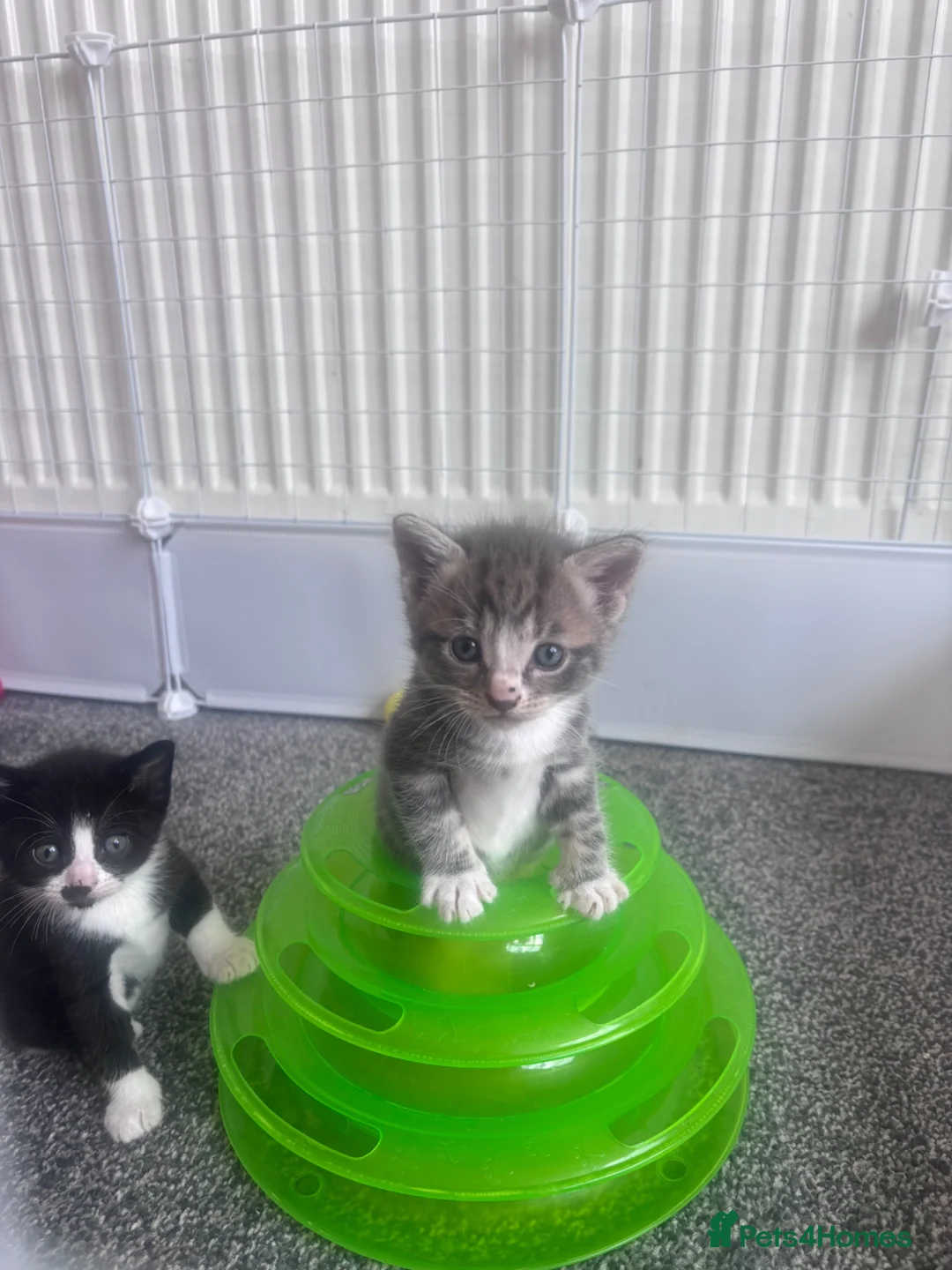 Mixed Breed cats for sale: Gorgeous kittens for sale - Advert 12