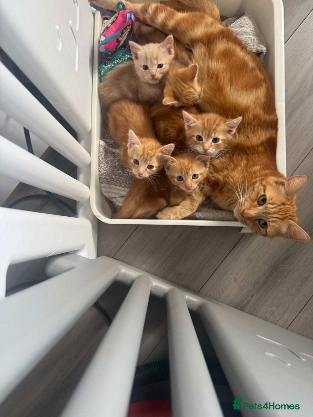 Domestic Shorthair cats for sale: Ginger kittens  - Image 1