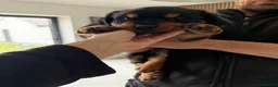Rottweiler dogs for sale: 6 gorgeous Rottweiler pups  in Doncaster - Advert 10