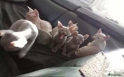 Sphynx cats for sale: Shynx Elf & Peterball kittens - Image 6