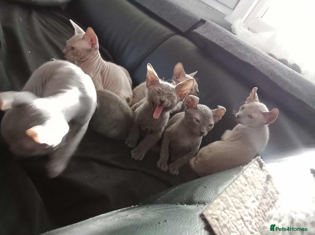 Sphynx cats for sale: Shynx Elf & Peterball kittens - Image 6