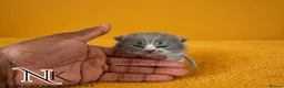 British Shorthair cats for sale: Exceptional GCCF REGISTERED BSH KITTENS - Advert 16