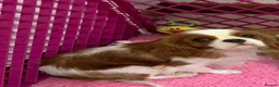 Cavalier King Charles Spaniel dogs for sale: 5* LICENSED BLENHEIM CAVIE ADULT FEMALE - Advert 1