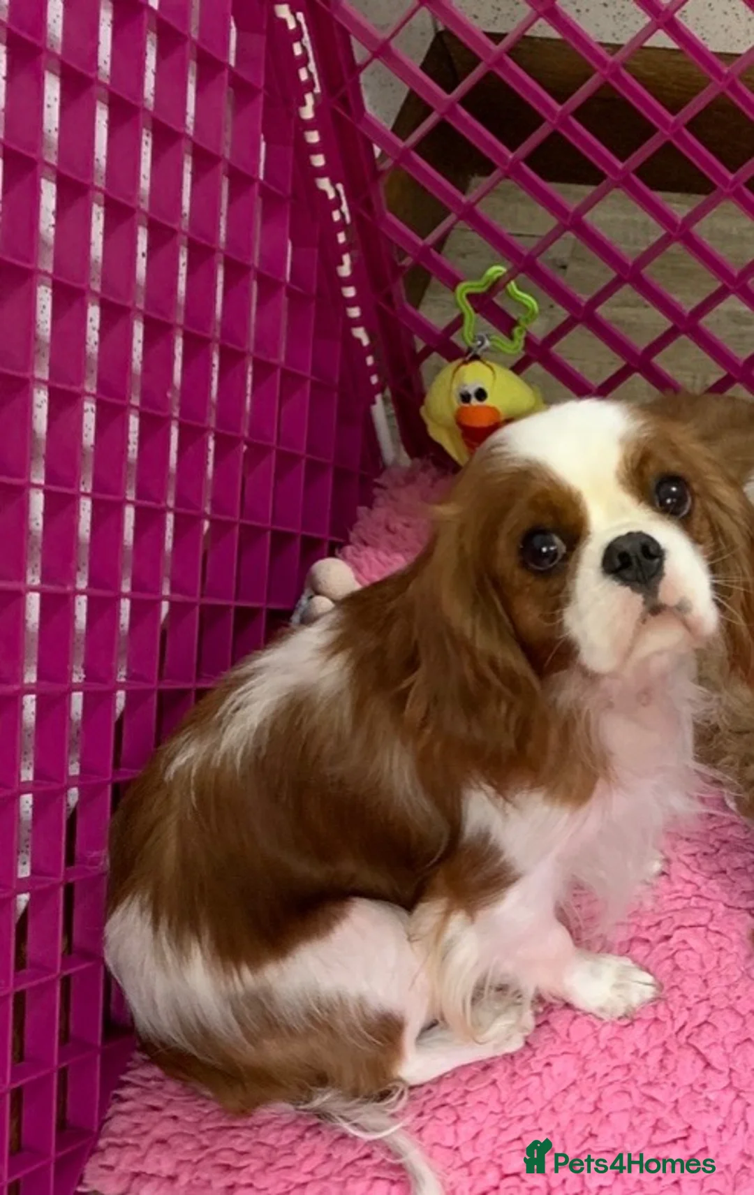 Cavalier King Charles Spaniel dogs for sale: 5* LICENSED BLENHEIM CAVIE ADULT FEMALE - Advert 1