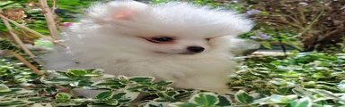Pomeranian 1 white girl