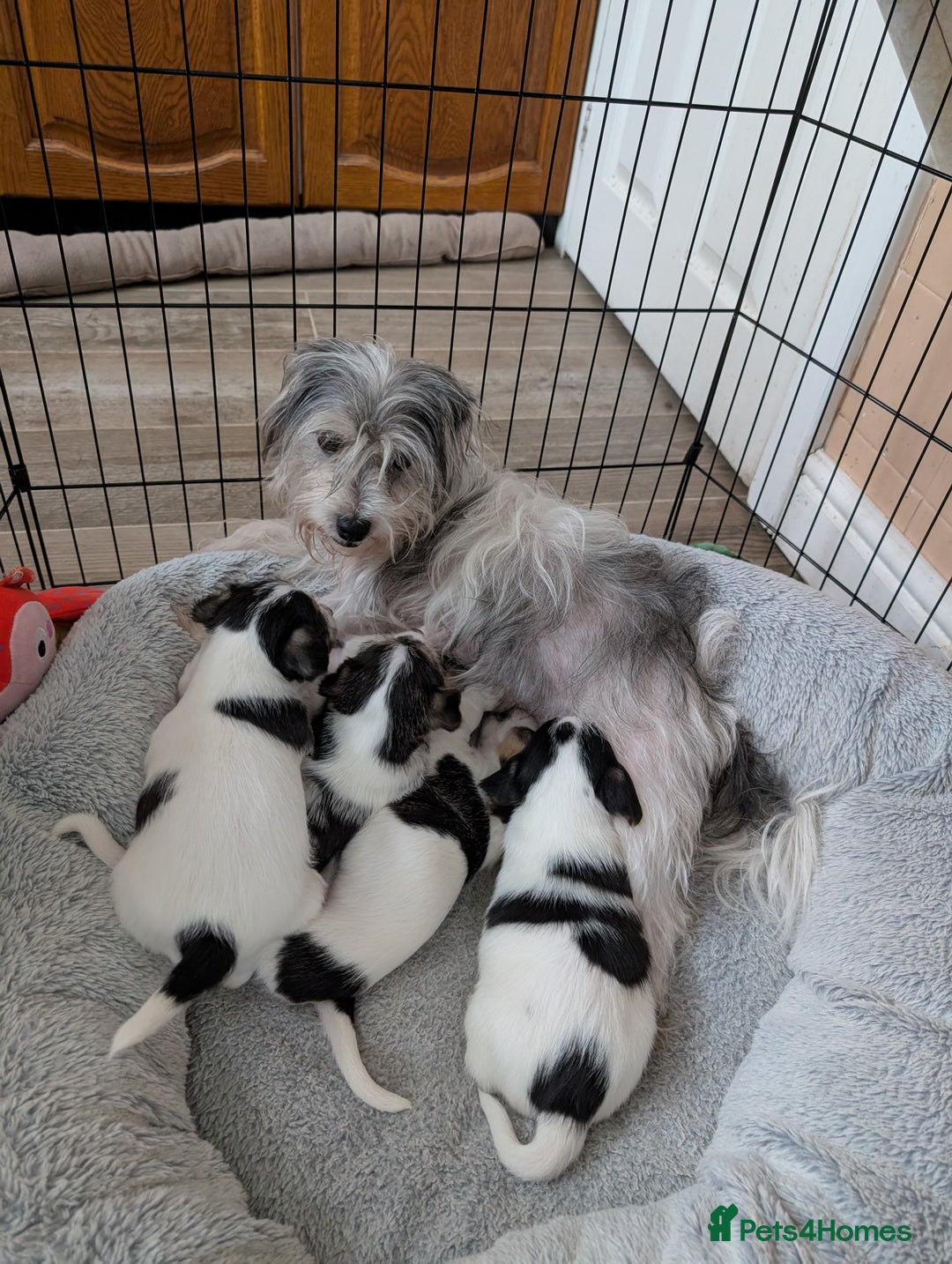 Mixed Breed dogs for sale: Jack Russell Puppies - Advert 1