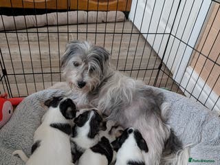 Mixed Breed dogs Jack Russell Puppies - Advert 1