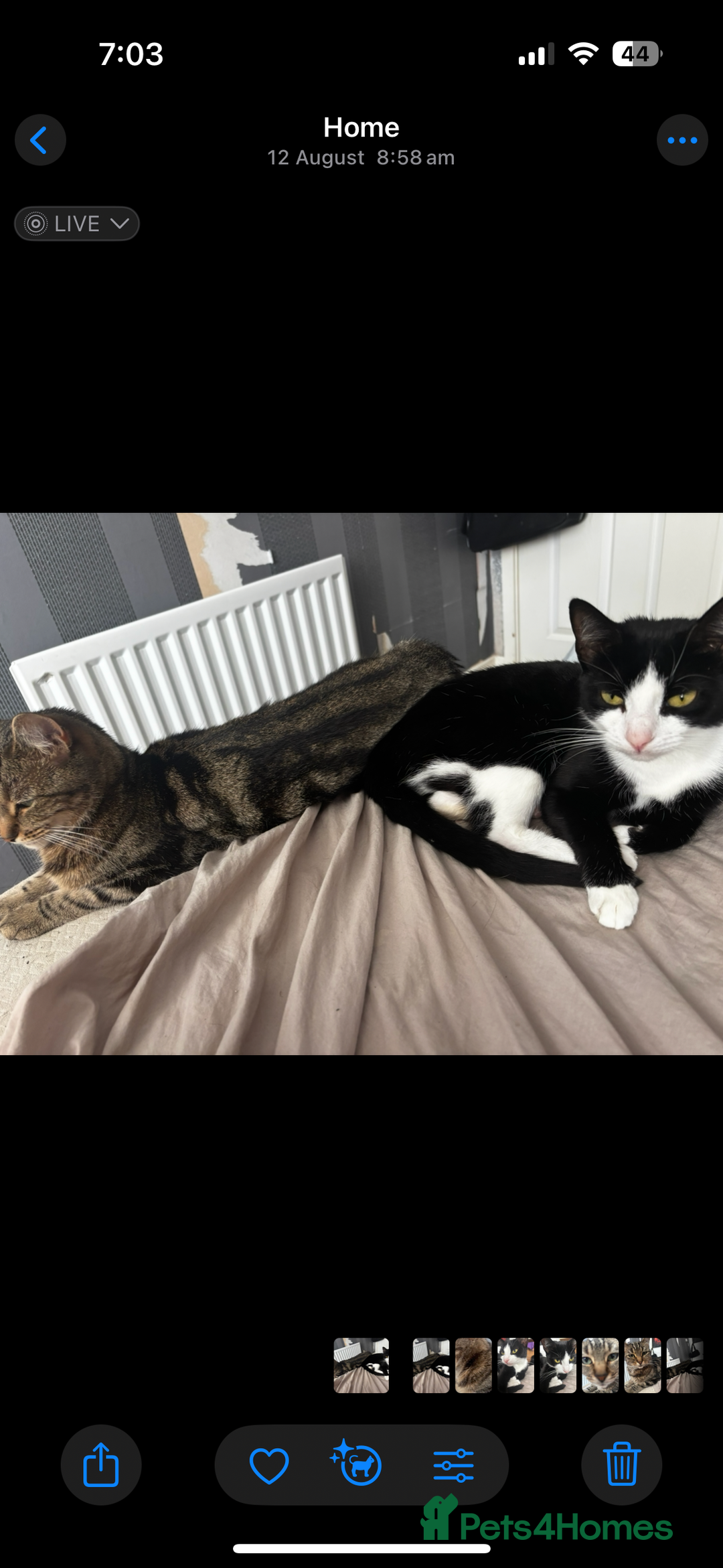 Domestic Shorthair cats for sale: Two female kittens - Image 6
