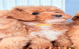 Mixed Breed dogs for sale: STUNNING F1 toy cairn-oodle pups TINY & rare  - Image 9