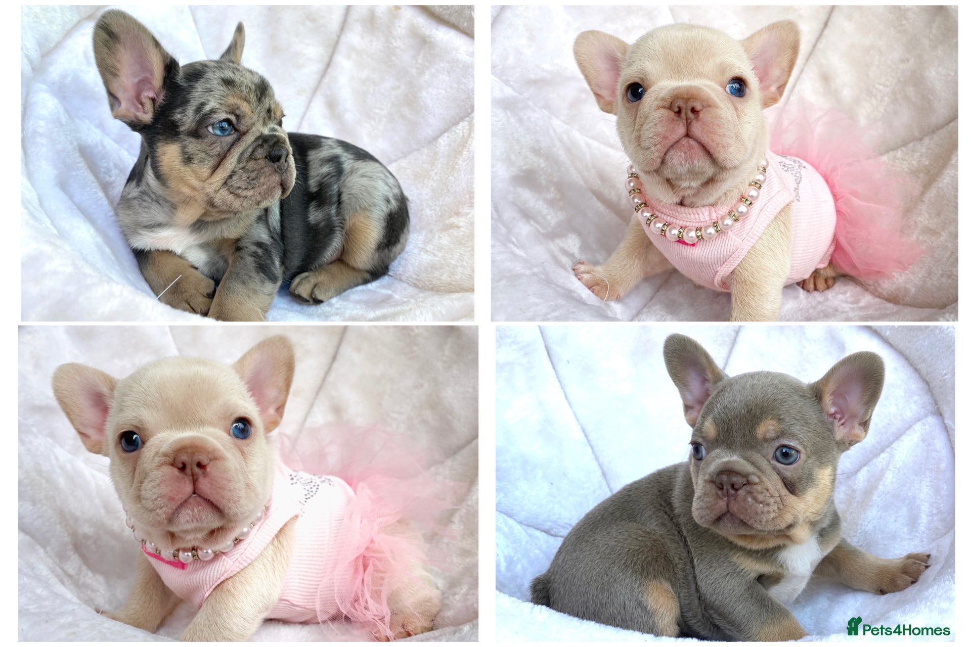 French Bulldog dogs TOP QUALITY FRENCH BULLDOG PUPPIES  - Advert 1