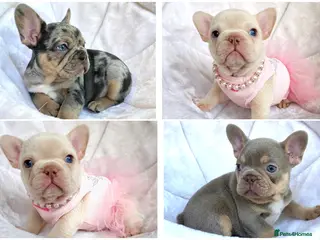 French Bulldog dogs TOP QUALITY FRENCH BULLDOG PUPPIES - Advert 13