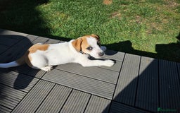 Jack Russell dogs for sale: Ladt puppy left - Image 2