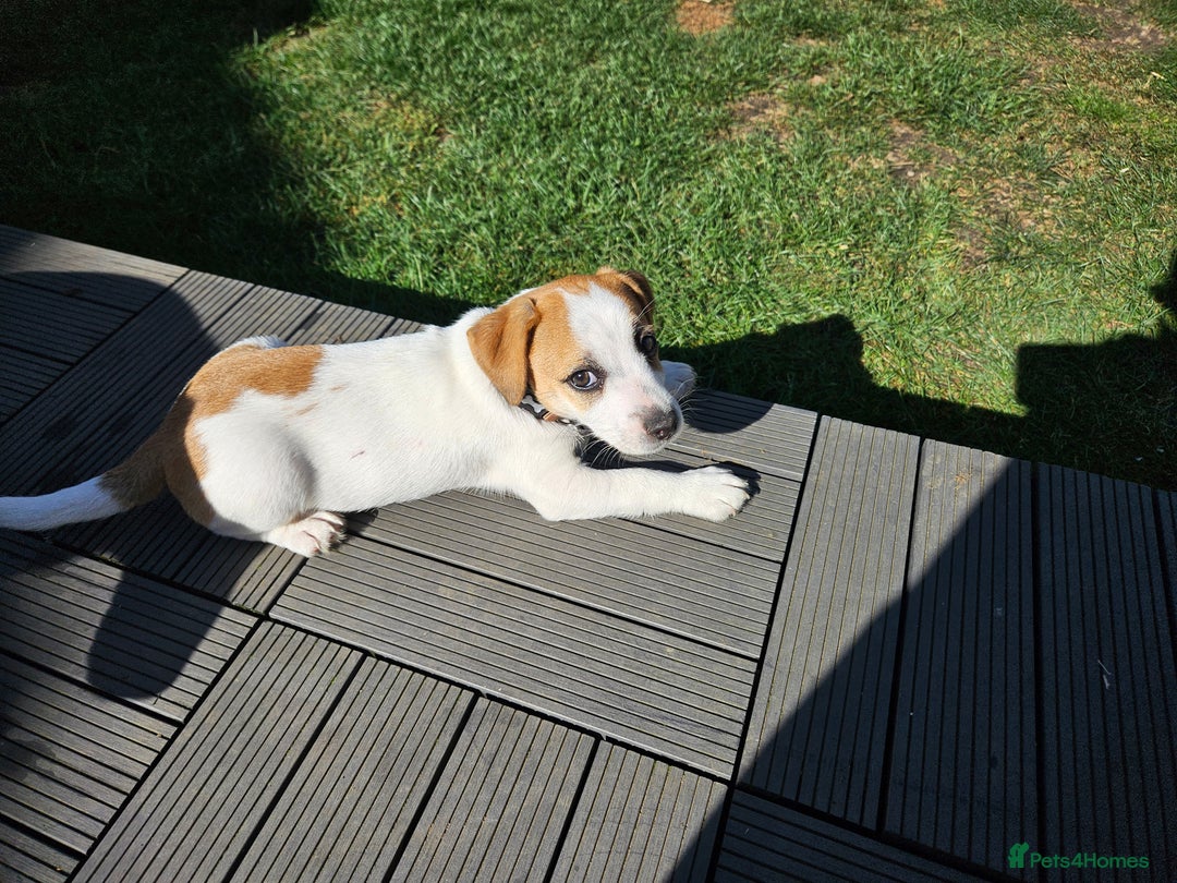 Jack Russell dogs for sale: Ladt puppy left - Image 2