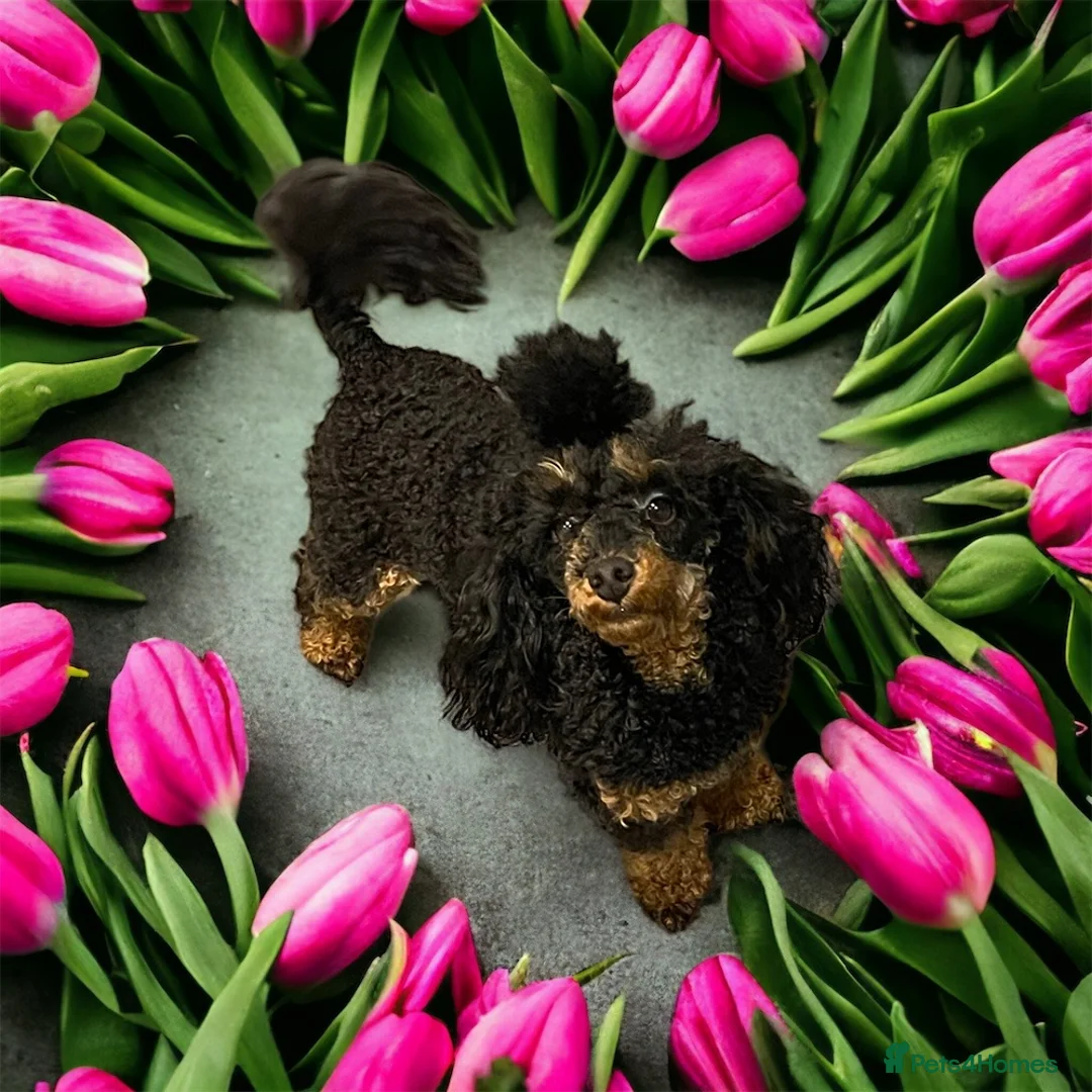 Toy Poodle dogs for stud: PHANTOM TOY POODLE AVAILABLE AT STUD in Grays - Advert 4